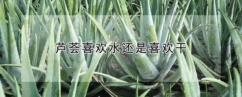 芦荟喜欢水还是喜欢干（芦荟喜欢水还是喜欢干的）
