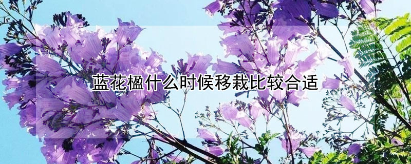 蓝花楹什么时候移栽比较合适（蓝花楹什么时候凋谢）