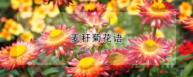 麦秆菊花语 麦秆菊寓意