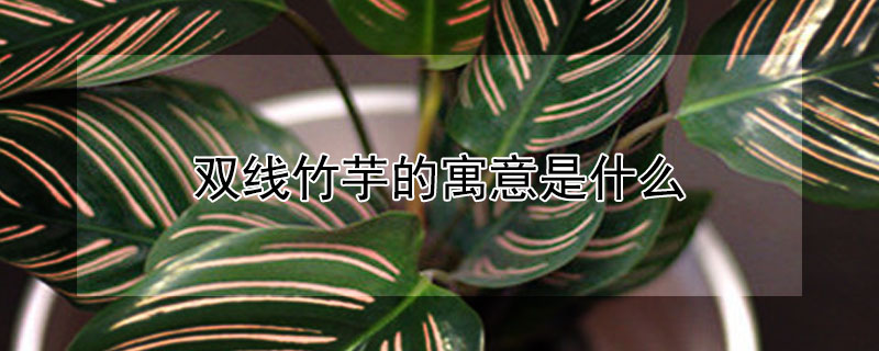 双线竹芋的寓意是什么（双线竹芋有什么寓意）