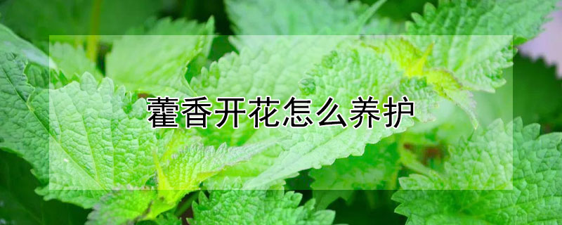 藿香开花怎么养护 藿香开花怎么养护视频