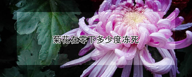 菊花在零下多少度冻死（菊花耐寒的最低温度）