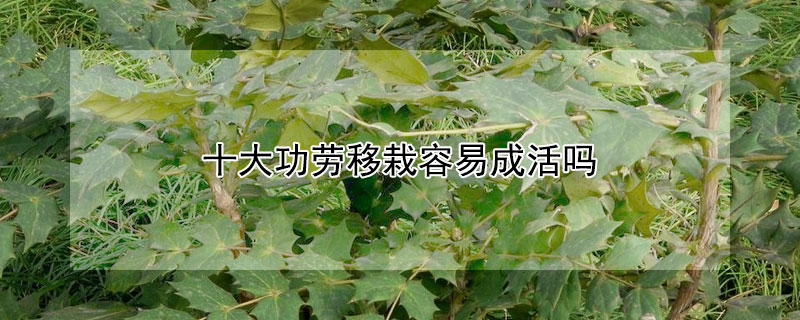 十大功劳移栽容易成活吗 十大功劳移栽后干叶怎么处理