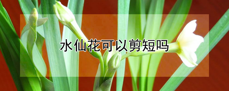 水仙花可以剪短吗 水仙花可以剪断吗
