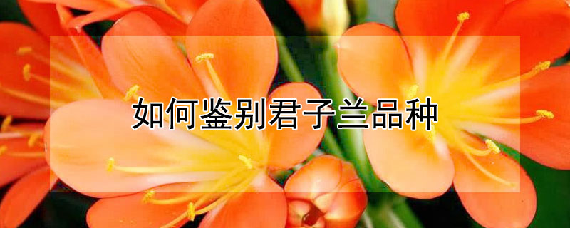 如何鉴别君子兰品种（如何鉴别君子兰品种真假）