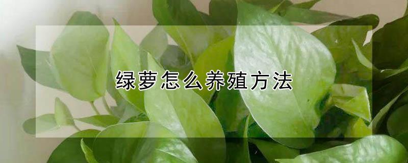 绿萝怎么养殖方法（绿萝的养殖方法）