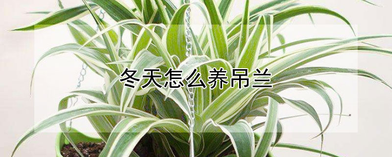 冬天怎么养吊兰 冬天怎么养吊兰视频