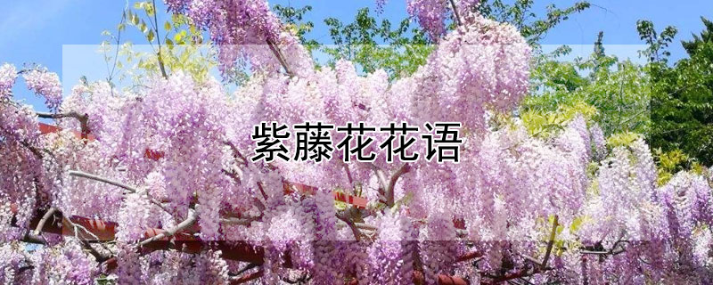 紫藤花花语 紫藤花语歌谱
