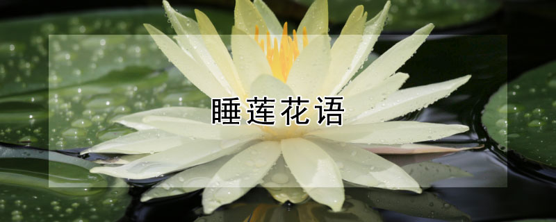 睡莲花语 睡莲花语文案
