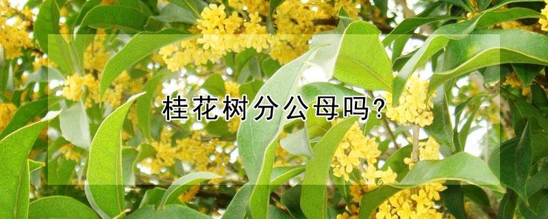 桂花树分公母吗? 桂花树分公母吗,槐花树分红模板,槐花树分公母吗