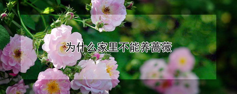 为什么家里不能养蔷薇（为什么家里不能养蔷薇呢）
