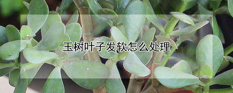 玉树叶子发软怎么处理（玉树叶子发软怎么处理怎么补救）