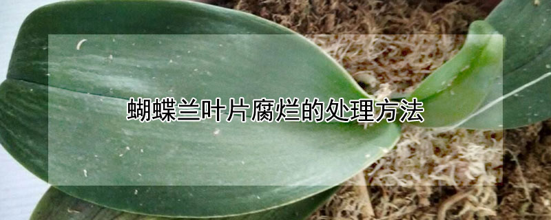 蝴蝶兰叶片腐烂的处理方法（蝴蝶兰叶片腐烂的处理方法有哪些）