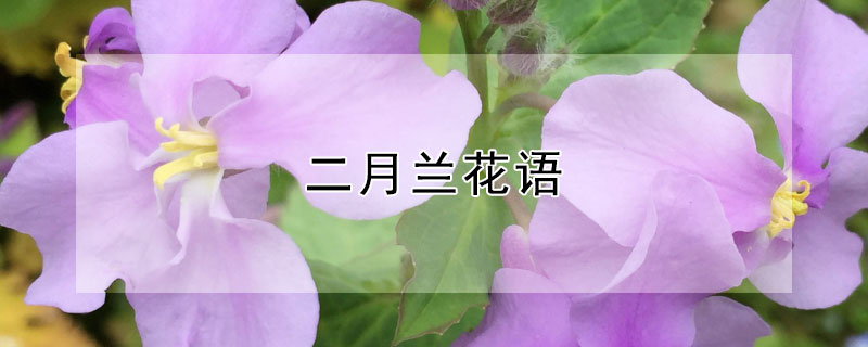 二月兰花语（二月兰花语朋友圈）