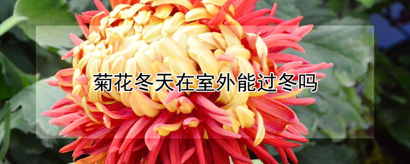 菊花冬天在室外能过冬吗 菊花冬天在室外能过冬吗为什么