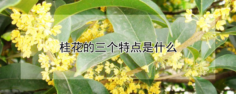 桂花的三个特点是什么 桂花有怎样的特点