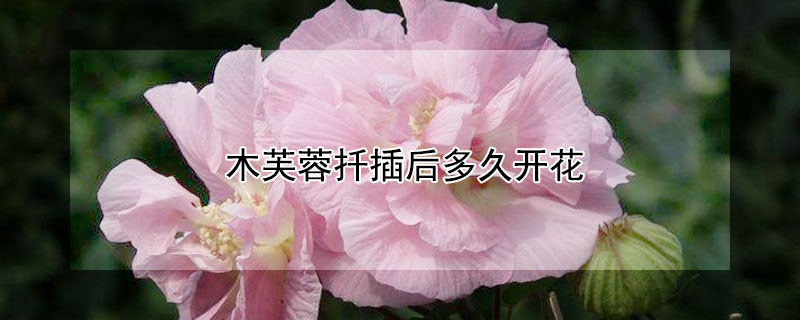 木芙蓉扦插后多久开花（木芙蓉扦插易活吗）