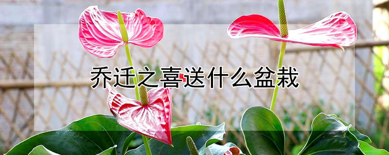 乔迁之喜送什么盆栽（乔迁之喜送什么盆栽花）