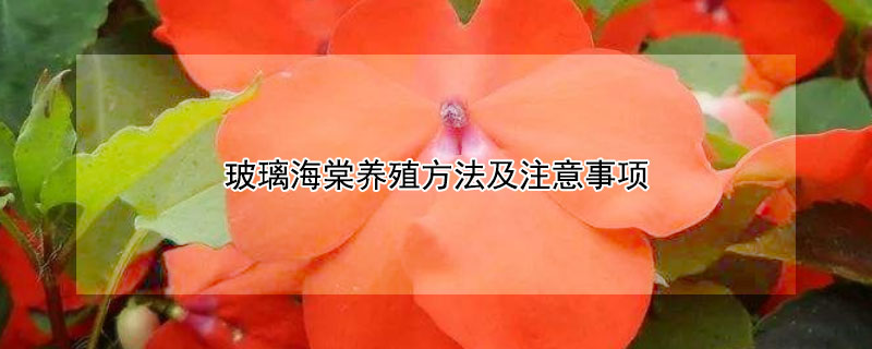 玻璃海棠养殖方法及注意事项（玻璃海棠如何养殖）