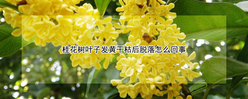 桂花树叶子发黄干枯后脱落怎么回事 桂花树叶子发黄干枯后脱落怎么回事儿