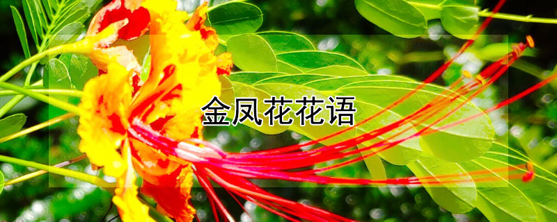 金凤花花语 金凤花的花语