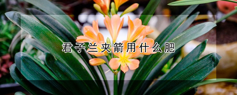 君子兰夹箭用什么肥 君子兰夹箭用什么肥料解决
