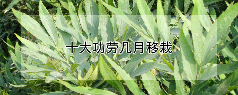 十大功劳几月移栽（十大功劳什么时候移栽）