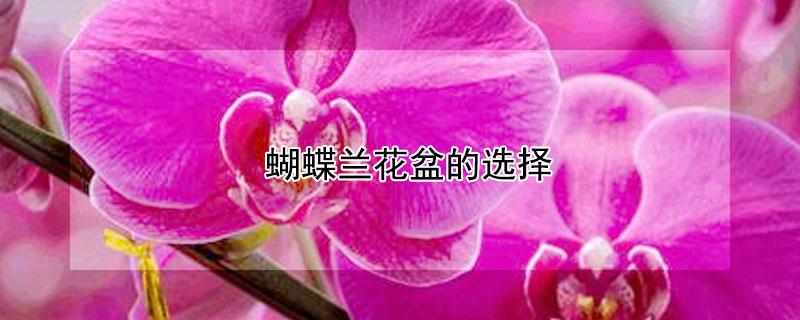 蝴蝶兰花盆的选择（蝴蝶兰花盆怎么选择）