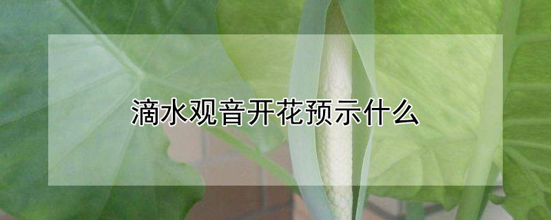 滴水观音开花预示什么（滴水观音开花预示什么预兆）