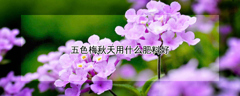 五色梅秋天用什么肥料好 五色梅秋天用什么肥料好呢
