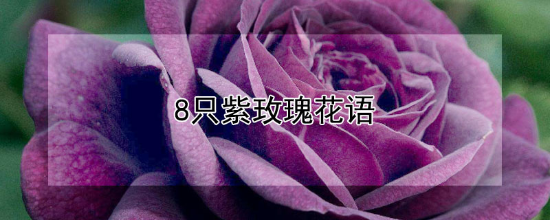8只紫玫瑰花语（紫玫瑰几朵的含义）