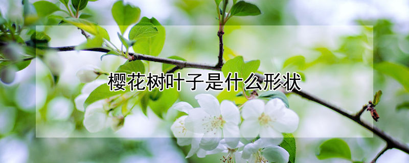 樱花树叶子是什么形状 樱花树叶子是什么形状的
