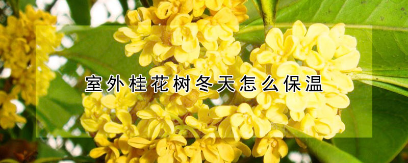 室外桂花树冬天怎么保温（室外桂花树冬天怎么保温的）