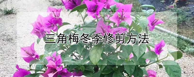 三角梅冬季修剪方法（三角梅冬季如何修剪）