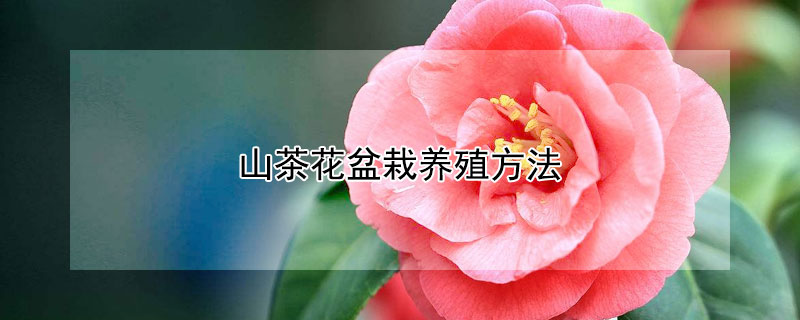 山茶花盆栽养殖方法（山茶花盆栽养殖方法图解）