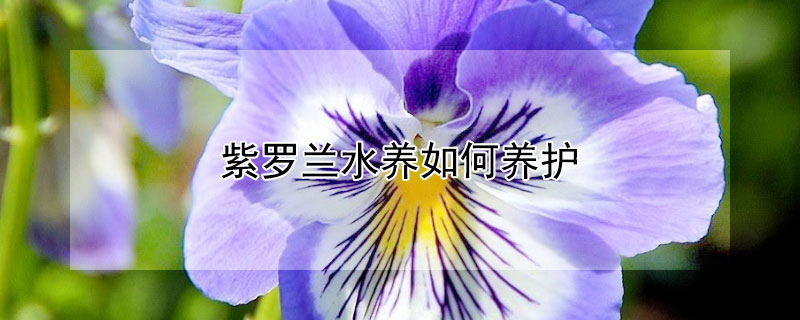 紫罗兰水养如何养护 紫罗兰水养方法和注意事项