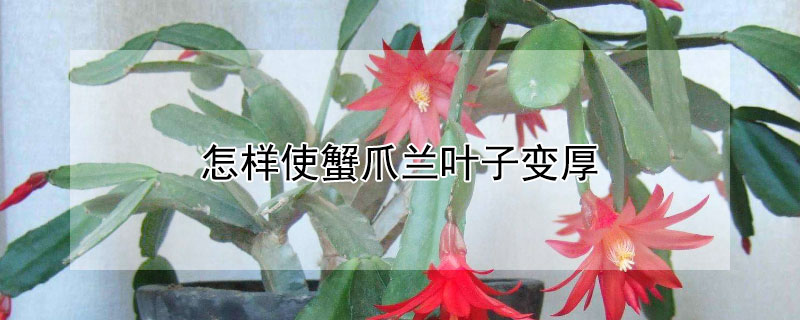 怎样使蟹爪兰叶子变厚（怎样使蟹爪兰叶子变厚一点）