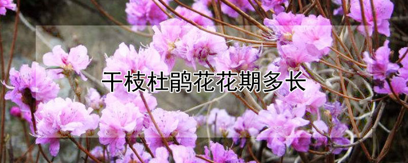 干枝杜鹃花花期多长 干枝杜鹃养多久能开花