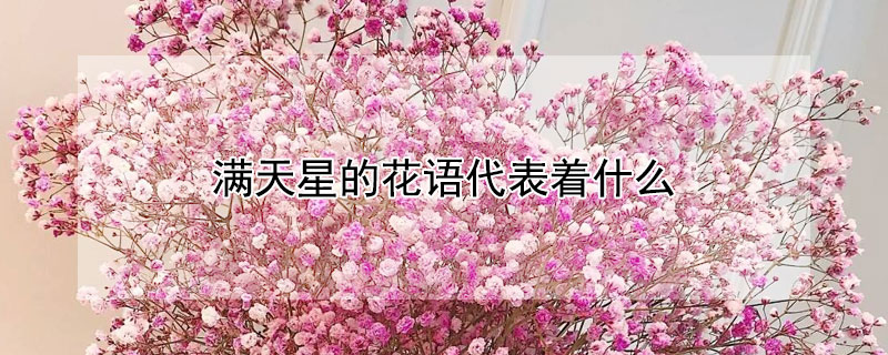 满天星的花语代表着什么 满天星的花语花语