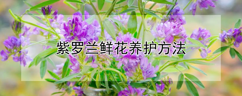 紫罗兰鲜花养护方法（紫罗兰鲜花怎么养护）