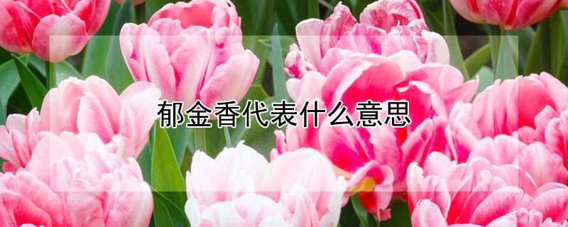 郁金香代表什么意思（粉色郁金香代表什么意思）