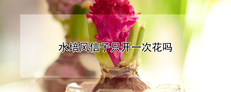 水培风信子只开一次花吗 水培风信子只开一次花吗图片