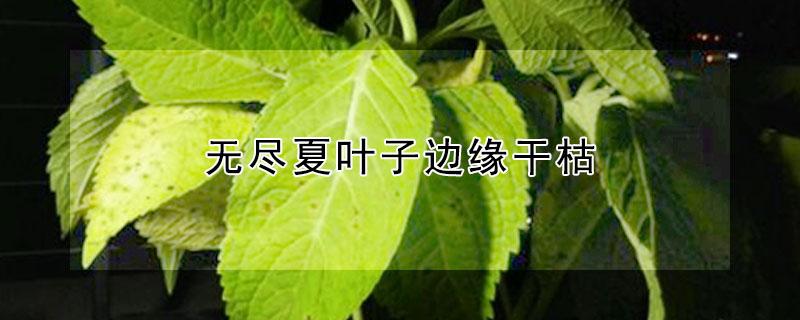 无尽夏叶子边缘干枯（无尽夏叶子边缘发黑）