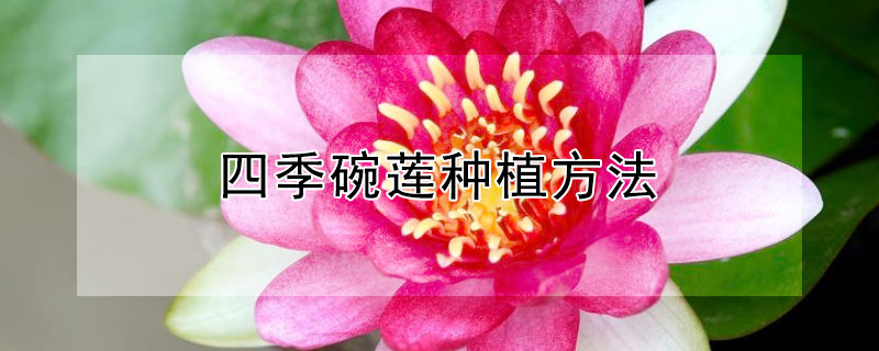四季碗莲种植方法 四季碗莲种植方法图片