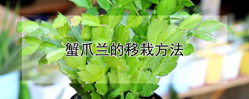 蟹爪兰的移栽方法 蟹爪兰的移栽方法图解