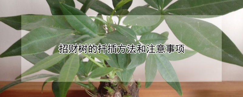 招财树的扦插方法和注意事项（招财树的扦插方法和注意事项视频）