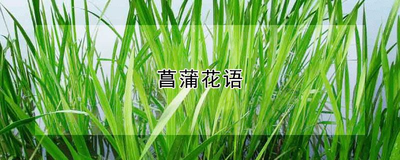 菖蒲花语 菖蒲花语和寓意