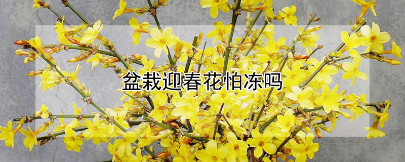 盆栽迎春花怕冻吗 迎春花盆景怕冷吗