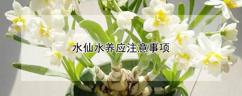 水仙水养应注意事项 水仙养护要点