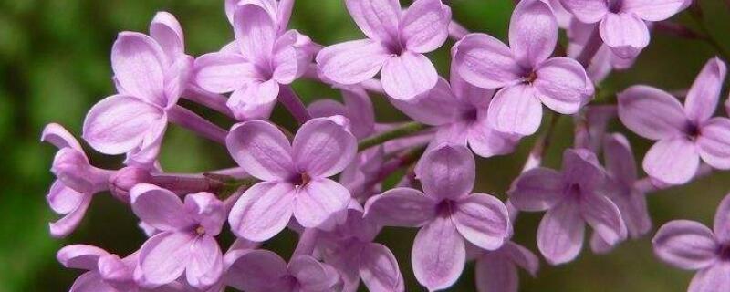 红丁香的象征意义（红丁香的花语和象征意义）